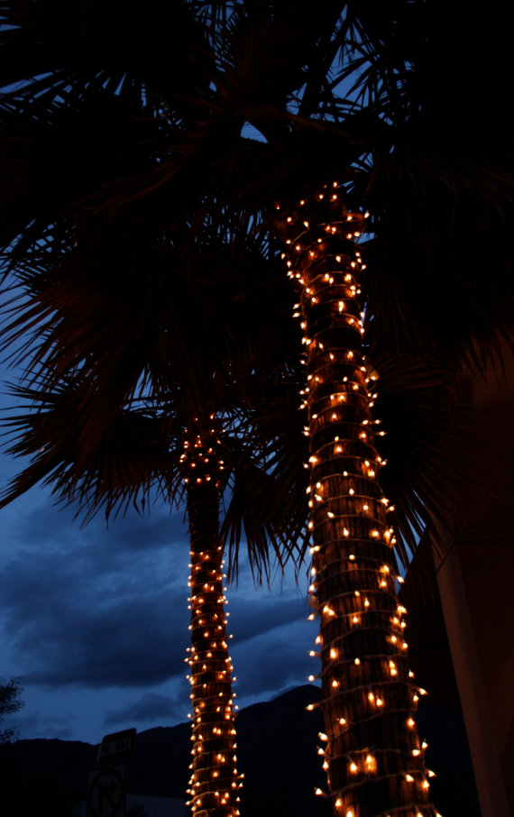 Featured image of post Aesthetic Palm Trees At Night