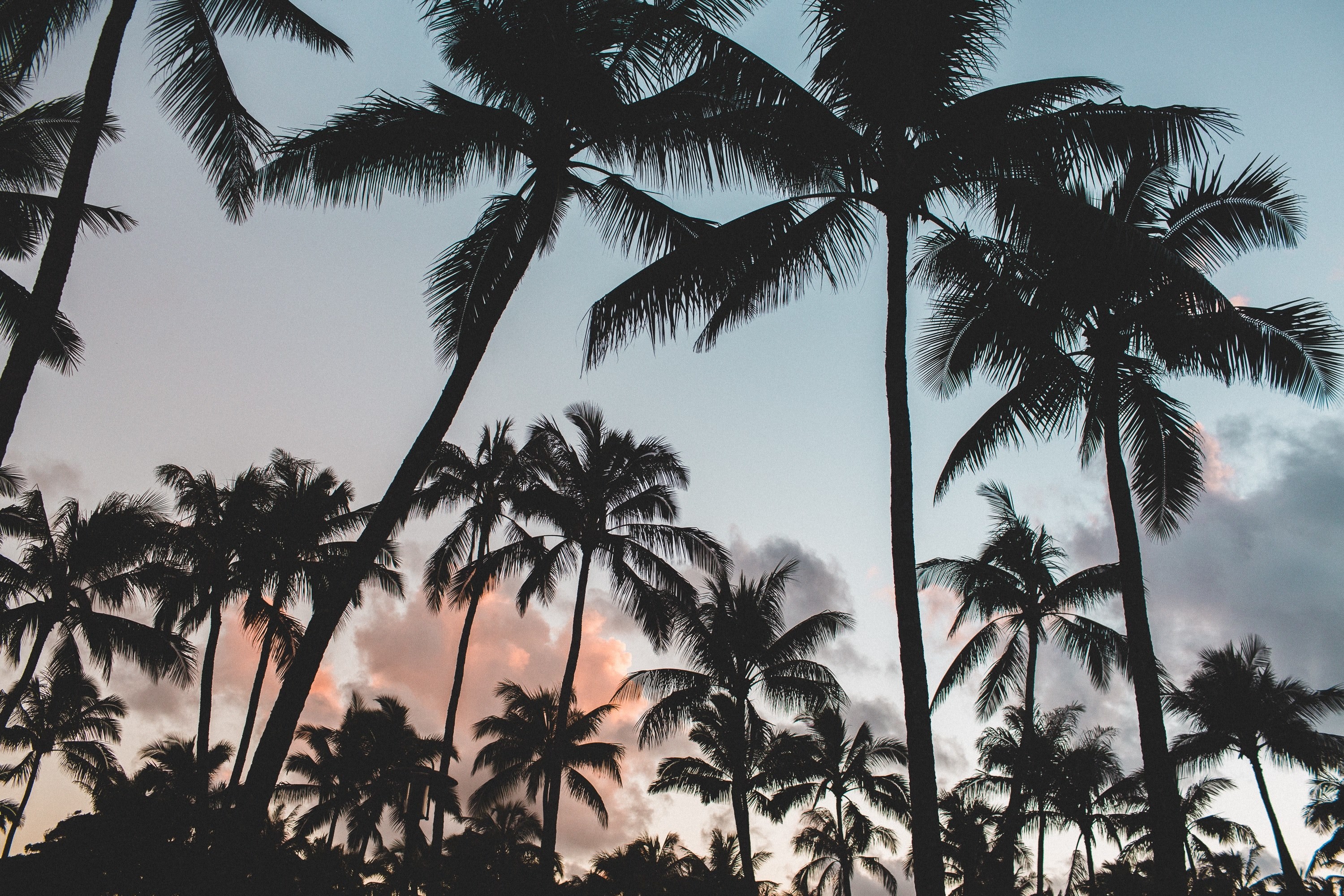 Featured image of post Aesthetic Palm Trees Laptop Wallpaper