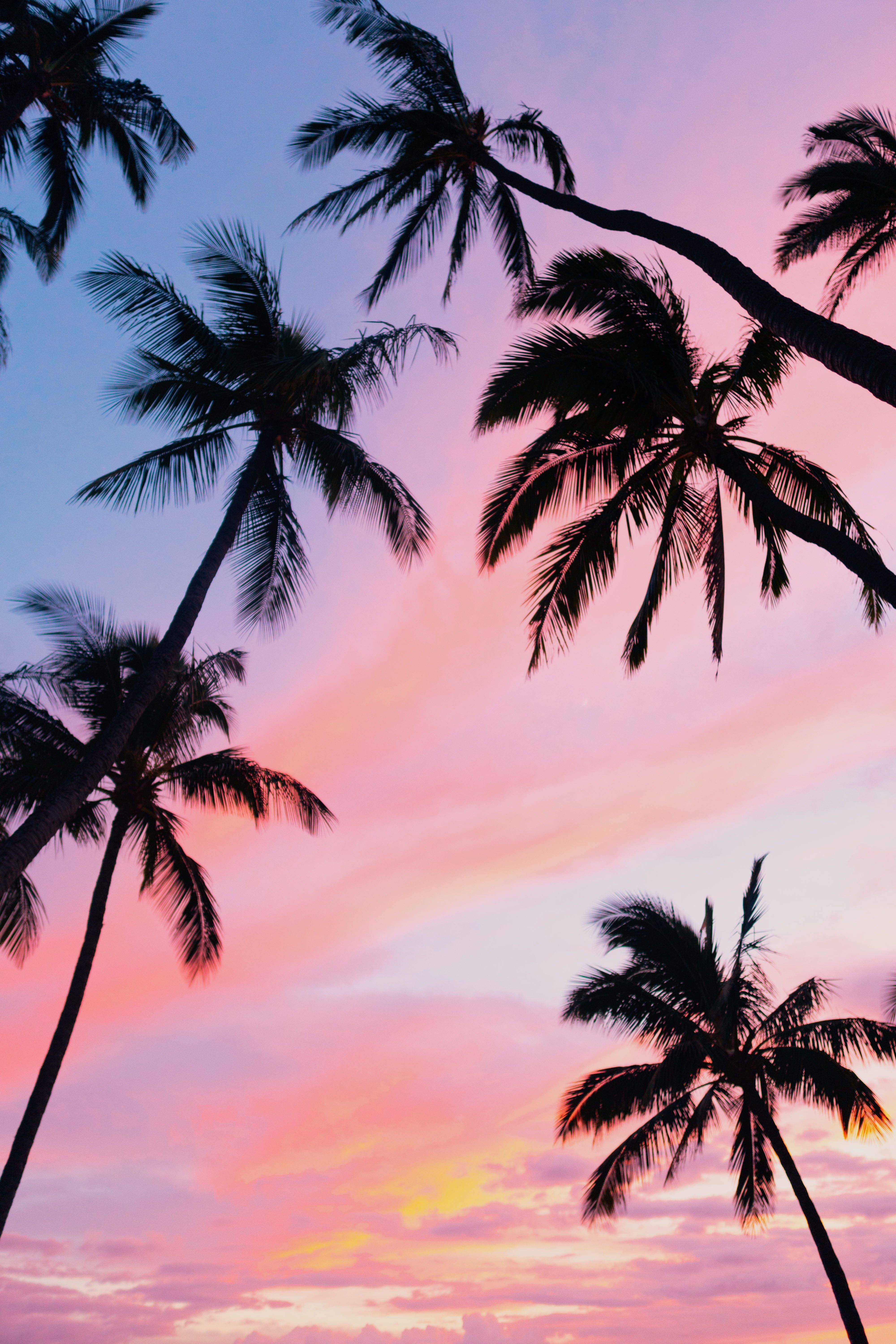 Featured image of post Aesthetic Palm Trees Sunset