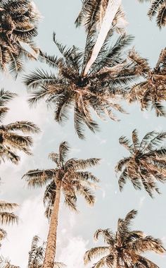 Featured image of post Aesthetic Palm Trees Wallpaper