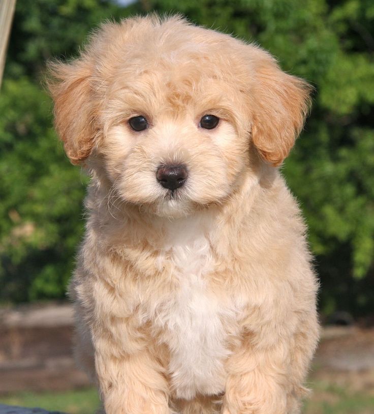 Featured image of post Apricot Maltipoo Dog