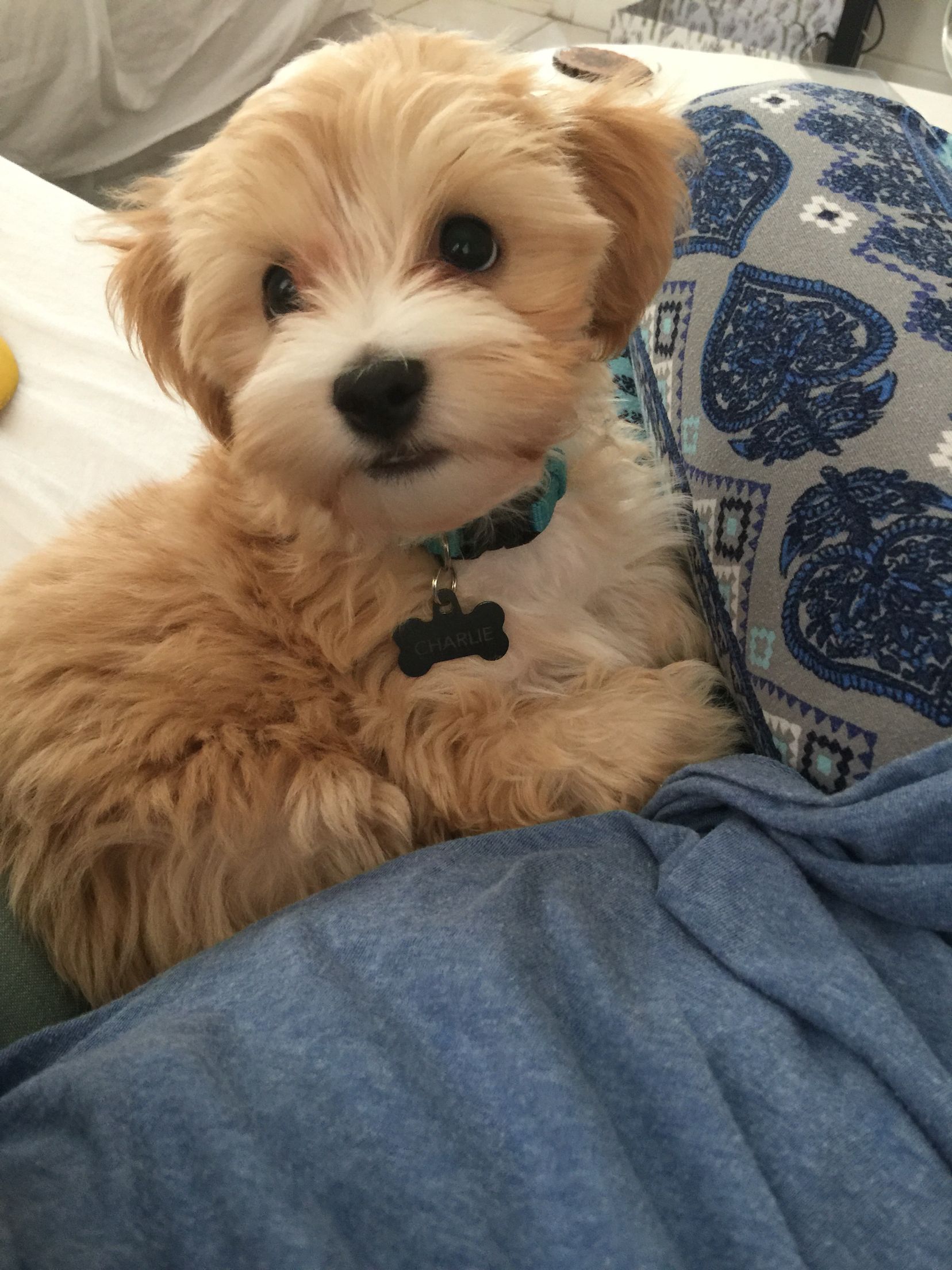 Featured image of post Apricot Maltipoo Haircuts