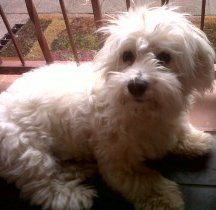 Featured image of post Apricot Maltipoo Straight Hair