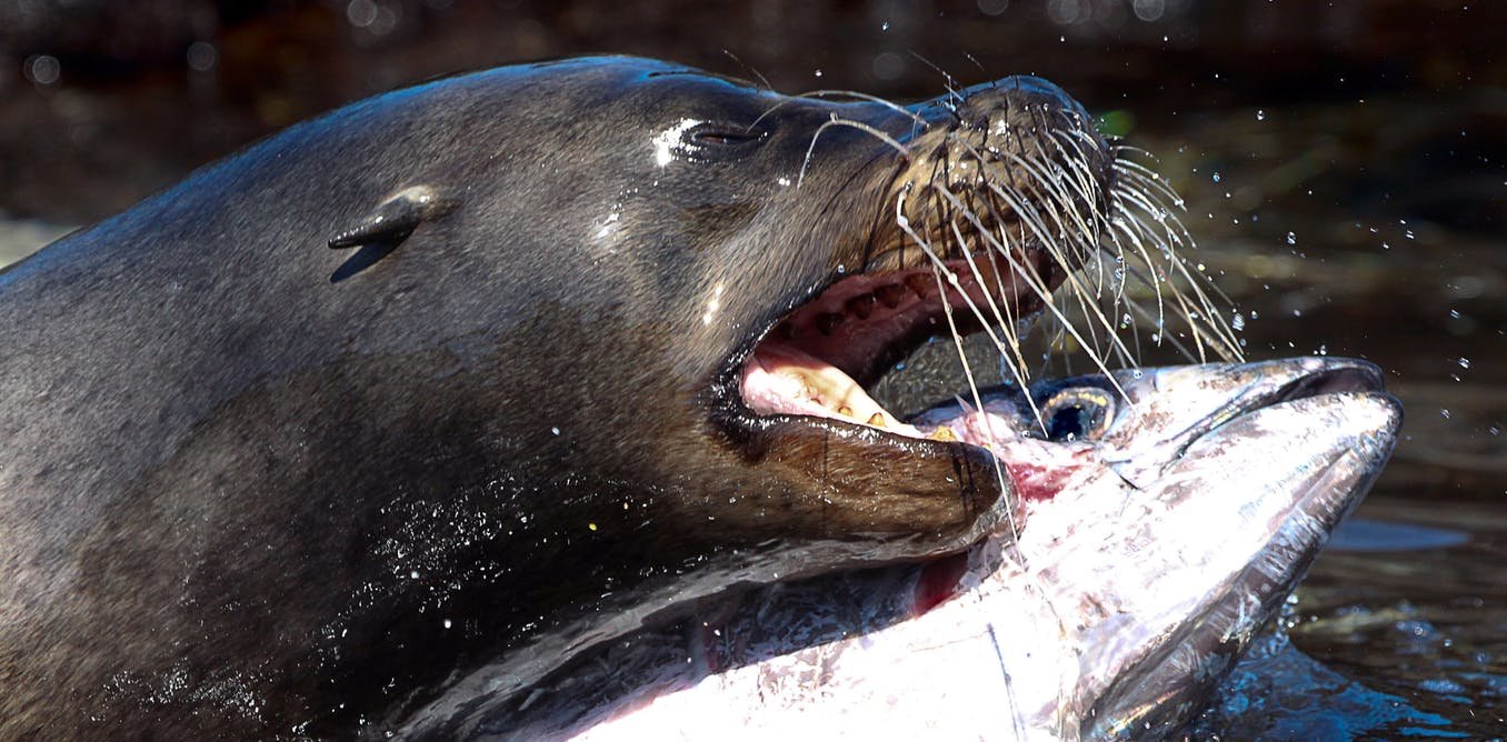 Featured image of post Do Sea Lions Have Whiskers