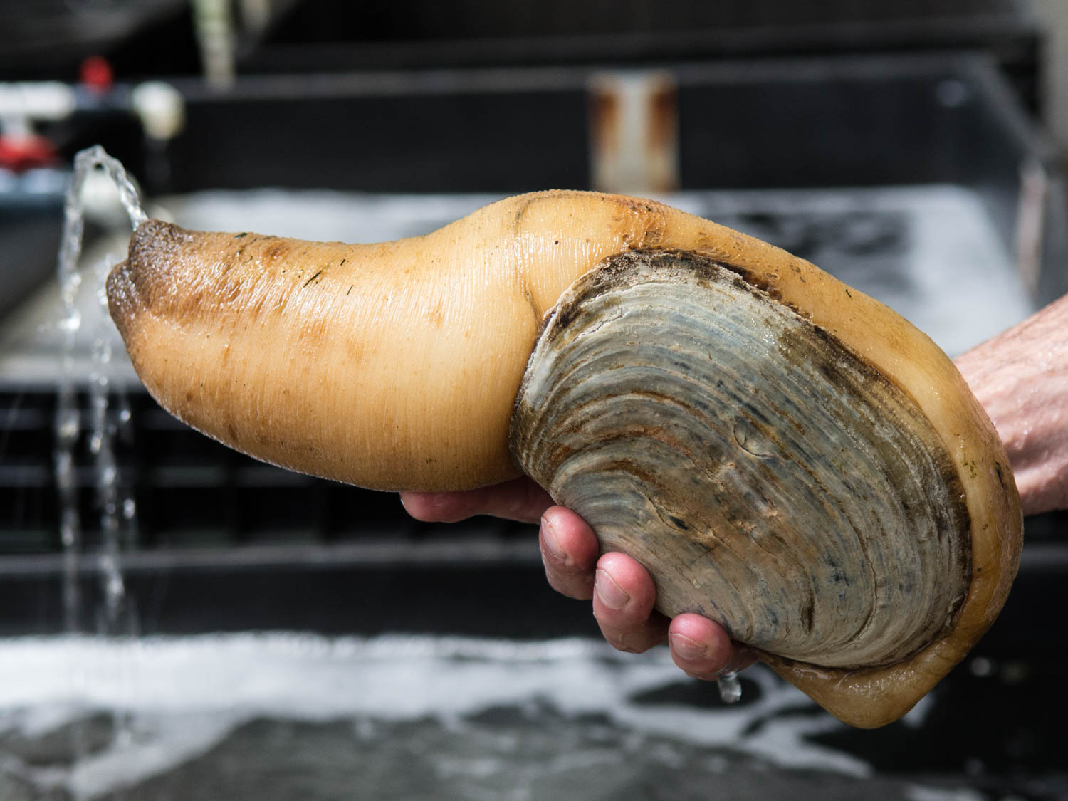 Featured image of post Geoduck Clam Gif