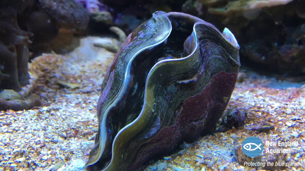 Featured image of post Giant Clam Gif