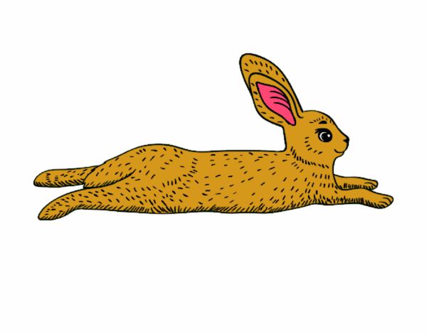 Featured image of post Lepre Disegno Colorato